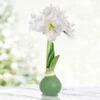 Good Cheer Waxed Amaryllis -Garden Supplies Sales Store 42455 good cheer