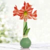Mistletoe Waxed Amaryllis -Garden Supplies Sales Store 42458 mistletoe