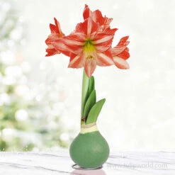 Mistletoe Waxed Amaryllis