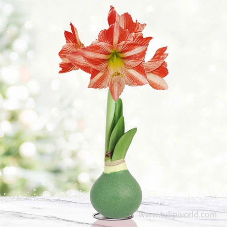Mistletoe Waxed Amaryllis 3 Mistletoe Waxed Amaryllis