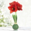 Ruby Red Waxed Amaryllis -Garden Supplies Sales Store 42460 ruby red