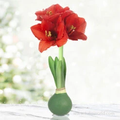 Ruby Red Waxed Amaryllis