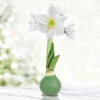 Crystal Clear Waxed Amaryllis -Garden Supplies Sales Store 42461 crystal clear