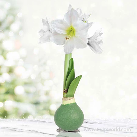 Crystal Clear Waxed Amaryllis 3 Crystal Clear Waxed Amaryllis