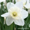 Mount Hood Daffodil -Garden Supplies Sales Store 4306