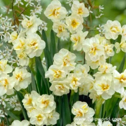 Double Flowering Daffodil Collection -Garden Supplies Sales Store 4312E