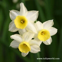 Miniature Daffodil Collection -Garden Supplies Sales Store 4408