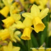 Tete A Tete Daffodil Narcissus -Garden Supplies Sales Store 4410