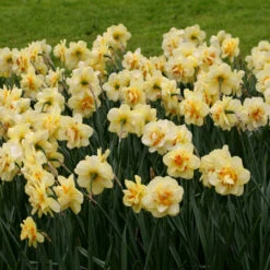 All Spring Blooming Daffodil Collection -Garden Supplies Sales Store 4413E 1