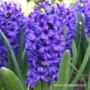 Blue Jacket Hyacinth -Garden Supplies Sales Store 4503