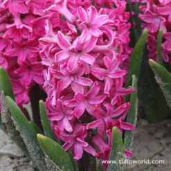 Colorful And Fragrant Hyacinth Collection -Garden Supplies Sales Store 4505 1