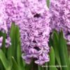 Splendid Cornelia Hyacinth -Garden Supplies Sales Store 4509