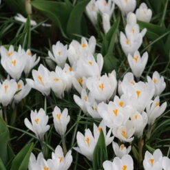 Spring Crocus Collection -Garden Supplies Sales Store 4524E