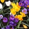 Mixed Giant Crocus -Garden Supplies Sales Store 4525