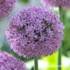Gladiator Allium 1 Gladiator Allium -Garden Supplies Sales Store 4552