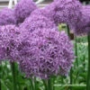 Globemaster Allium 1 Globemaster Allium -Garden Supplies Sales Store 4553