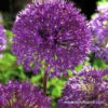 Purple Sensation Allium -Garden Supplies Sales Store 4554