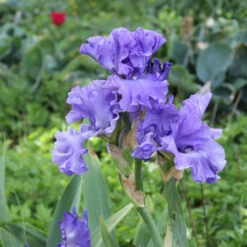 Cool Bearded Iris Collection 19 Cool Bearded Iris Collection -Garden Supplies Sales Store 4687E