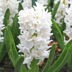 Forced Bulbs Hyacinth Collection 19 Forced Bulbs Hyacinth Collection -Garden Supplies Sales Store 47012