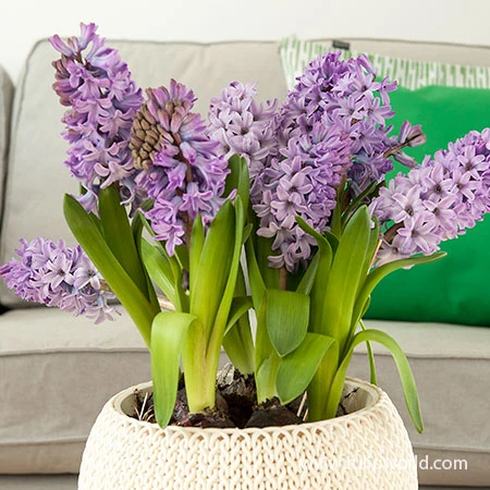Forced Bulbs Hyacinth Collection 4 Forced Bulbs Hyacinth Collection - Image 2
