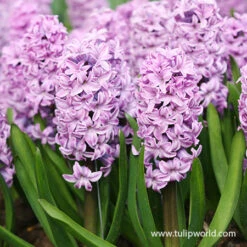 Forced Bulbs Beginner Garden -Garden Supplies Sales Store 47015 splendid cornelia pre chilled