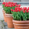 Red Apeldoorn Pre-chilled Tulips