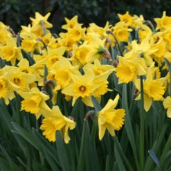 Forced Bulbs Daffodil Collection -Garden Supplies Sales Store 47038