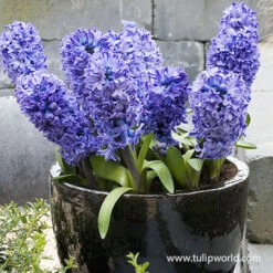 Forced Bulbs Hyacinth Collection 14 Forced Bulbs Hyacinth Collection -Garden Supplies Sales Store 47039 delft blue hyacinths pre chilled