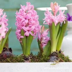 Forced Bulbs Hyacinth Collection 16 Forced Bulbs Hyacinth Collection -Garden Supplies Sales Store 47040 pink pearl hyacinths pre chilled
