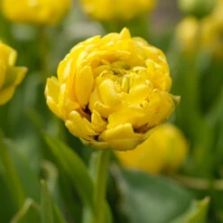 Forced Bulbs Tulip Collection 11 Forced Bulbs Tulip Collection -Garden Supplies Sales Store 47043 1