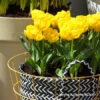 Yellow Pomponette Tulip Pre-Chilled -Garden Supplies Sales Store 47043 yellow pomponette tulip pre chilled