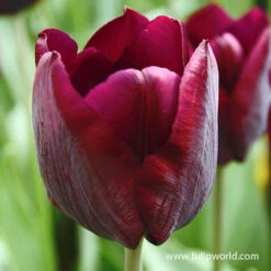 Forced Bulbs Tulip Collection 12 Forced Bulbs Tulip Collection -Garden Supplies Sales Store 47044 ronaldo tulip pre chilled