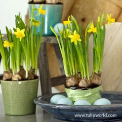 Tete A Tete Daffodil Pre-Chilled -Garden Supplies Sales Store 47046 tete a tete daffodils 2