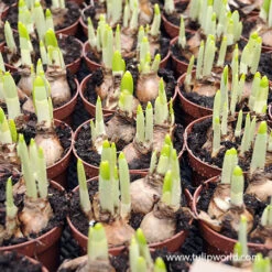 Tete A Tete Daffodil Pre-Chilled -Garden Supplies Sales Store 47046 tete a tete daffodils