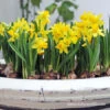 Tete A Tete Daffodil Pre-Chilled -Garden Supplies Sales Store 47046 tete a tete daffodils 3