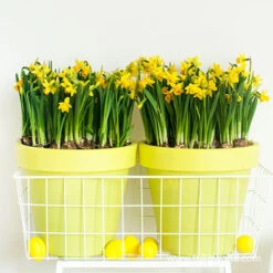 Tete A Tete Daffodil Pre-Chilled -Garden Supplies Sales Store 47046 tete a tete daffodils 4