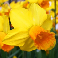 Forced Bulbs Daffodil Collection -Garden Supplies Sales Store 47047