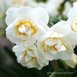 Forced Bulbs Daffodil Collection -Garden Supplies Sales Store 47048 bridal crown daffodil 2
