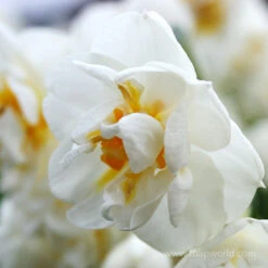Forced Bulbs Daffodil Collection -Garden Supplies Sales Store 47048 bridal crown daffodil