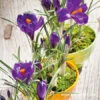 Flower Record Crocus Pre-Chilled -Garden Supplies Sales Store 47051 flower record crocus pre chilled 2