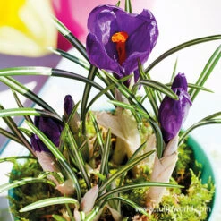 Flower Record Crocus Pre-Chilled -Garden Supplies Sales Store 47051 flower record crocus pre chilled