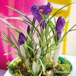 Flower Record Crocus Pre-Chilled -Garden Supplies Sales Store 47051 flower record crocus pre chilled 3