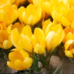 Forced Bulbs Beginner Garden -Garden Supplies Sales Store 47052