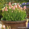 Salmon Impression Darwin Hybrid Tulip Pre-Chilled