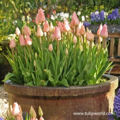 Salmon Impression Darwin Hybrid Tulip Pre-Chilled