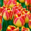 Banja Luka Darwin Hybrid Tulip Pre-Chilled -Garden Supplies Sales Store 47059 banja luka darwin hybrid tulip 2