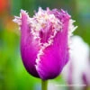 Cummins Fringed Tulip Pre-Chilled -Garden Supplies Sales Store 47060 cummins fringed tulip 2