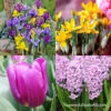 Forced Bulbs Beginner Garden -Garden Supplies Sales Store 47061 forced bulbs beginner garden