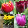 Forced Bulbs Tulip Collection -Garden Supplies Sales Store 47063 forced bulbs tulip collection