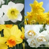 Forced Bulbs Daffodil Collection -Garden Supplies Sales Store 47064 forced bulbs daffodil collection